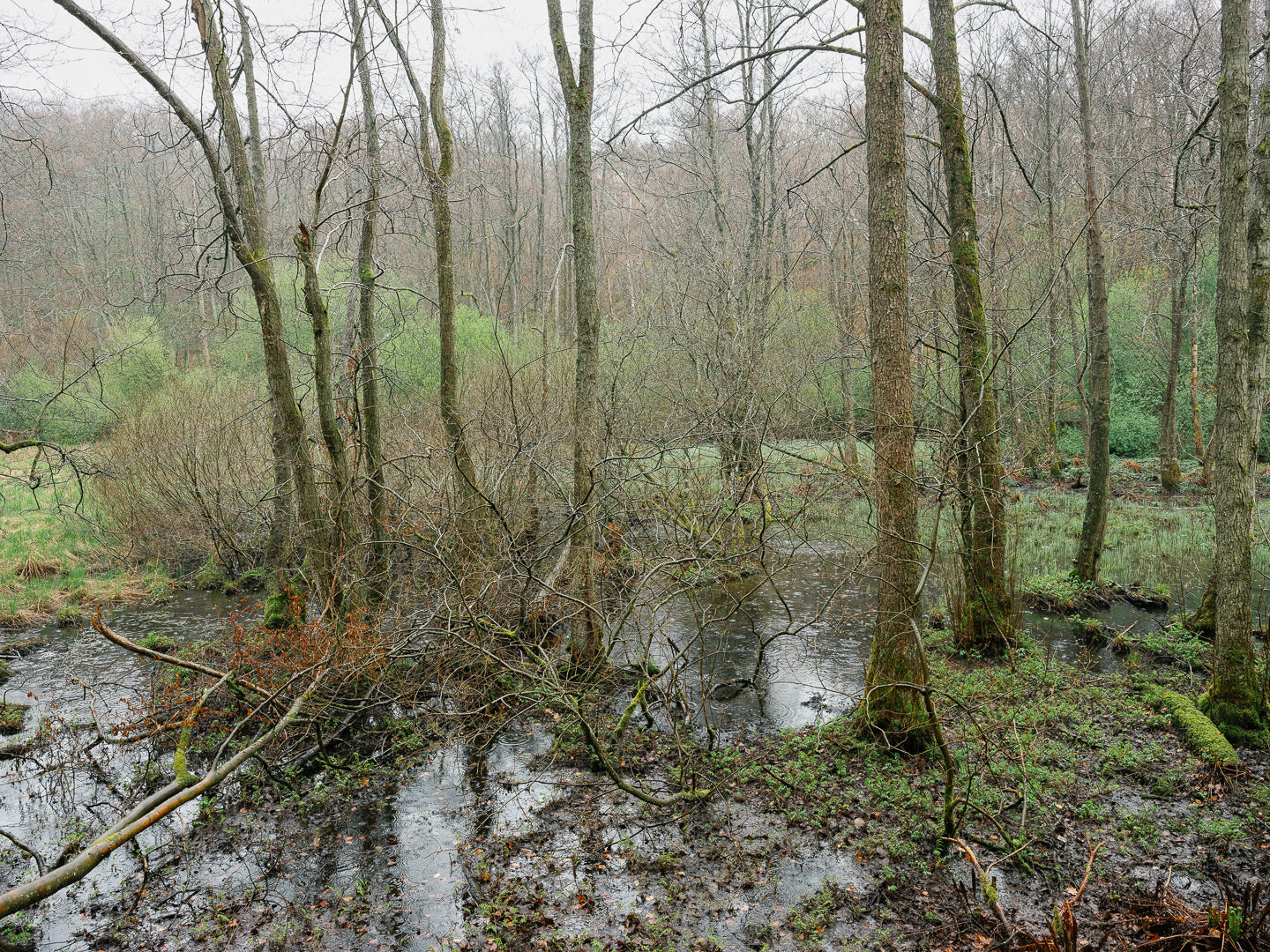 VÅTMARK - En djupdykning i grunda vatten